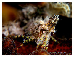 Hiding deep in coral...

shot on G10 on natural light.... by Tim Ho 